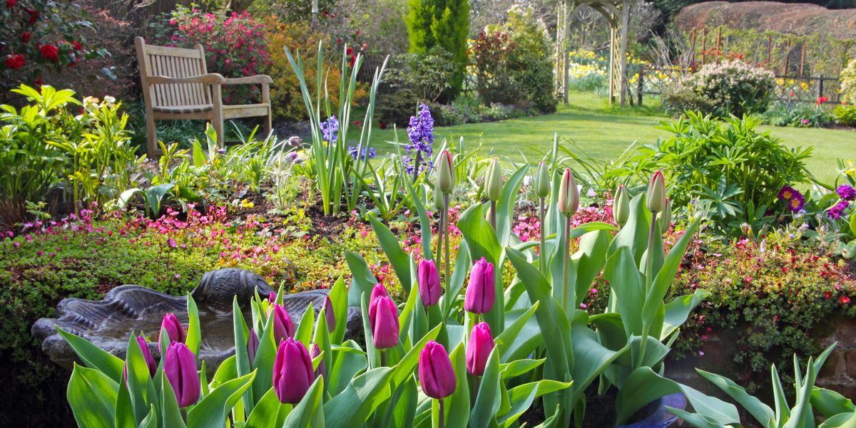 Het juiste type tuinplanten kiezen voor uw tuin